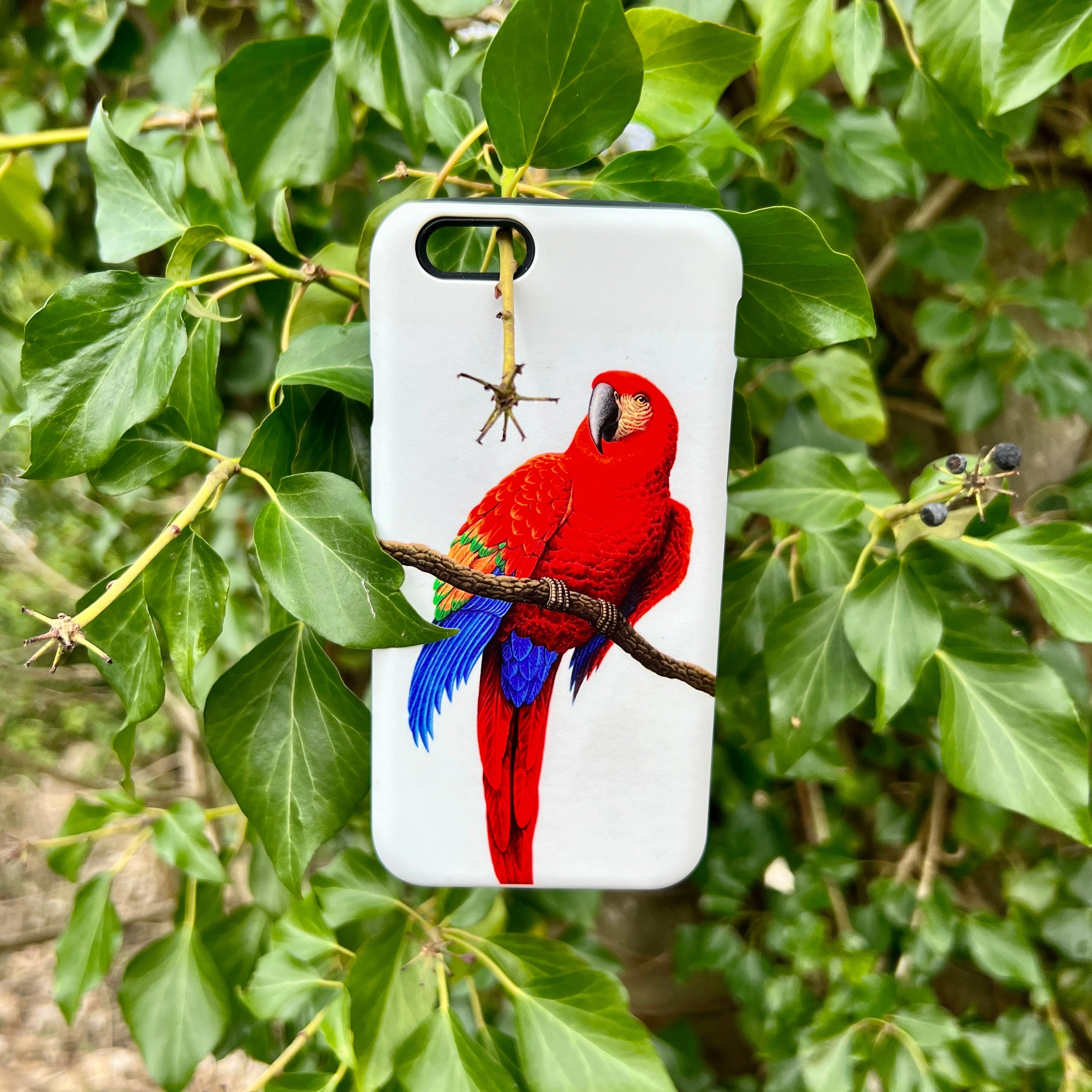iPhone Tough Case - Scarlet Macaw By Philip Hood clean design
